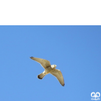 دلیجه کوچک Lesser Kestrel